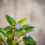 Bakuchiol co to — najważniejsze informacje: działanie, formy i bezpieczeństwo