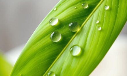 Peeling do cery tłustej — kiedy zobaczysz efekty i jak stosować bez podrażnień